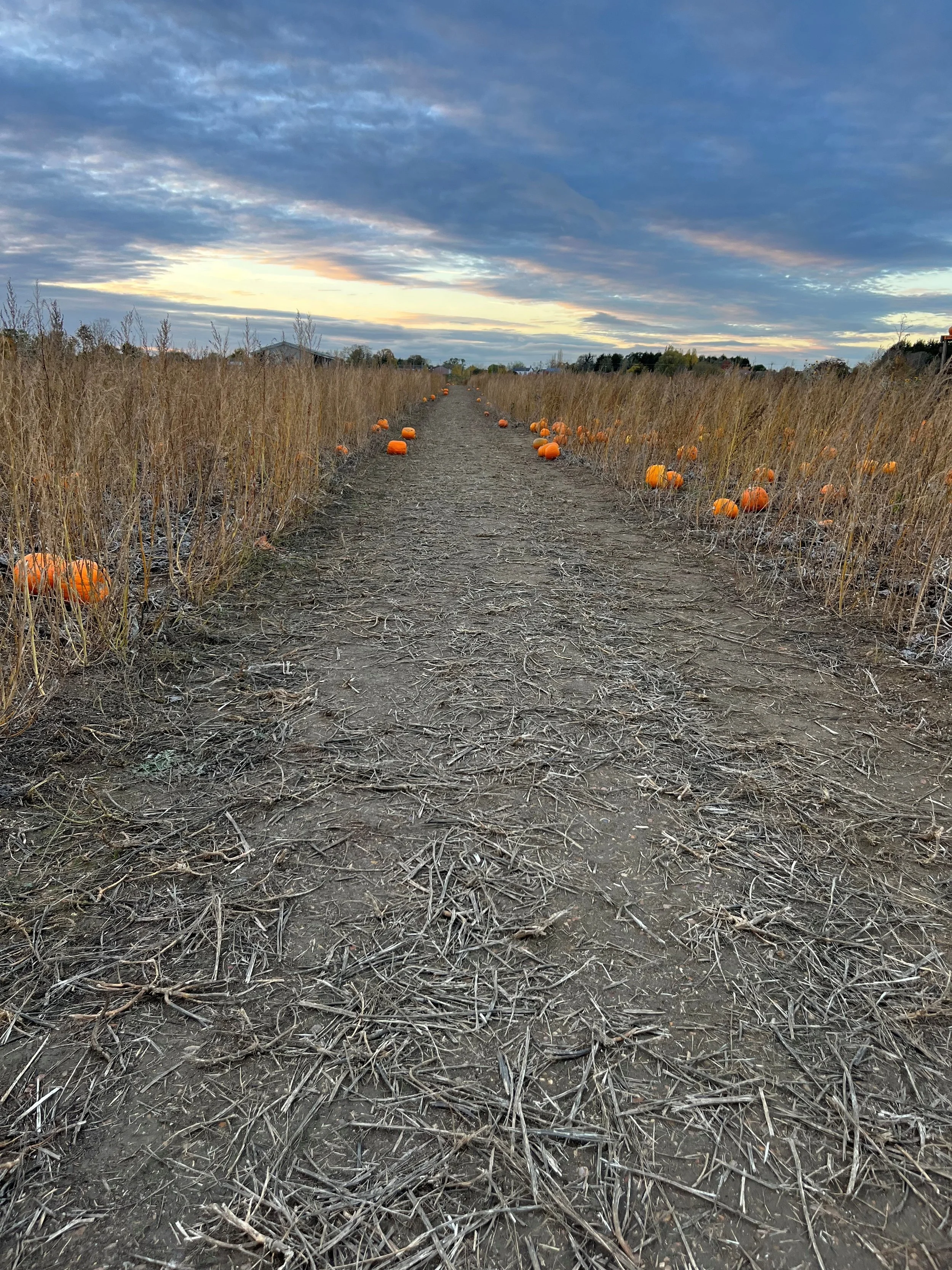 The patch at dusk 2025.jpg