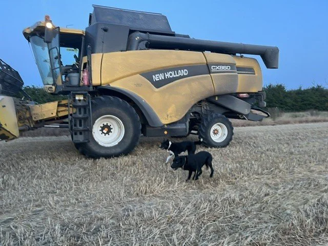Combine and dogs.jpg
