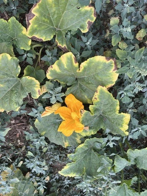 distressed pumpkin plant jul 26.jpg