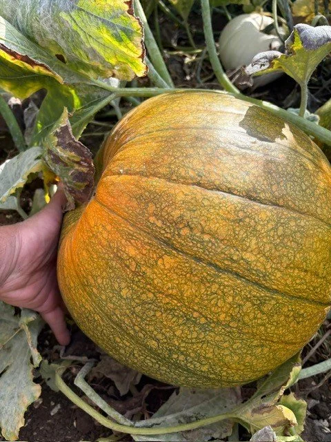 Jack o lantern.jpg