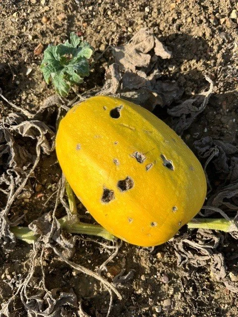 Pecked squash.jpg