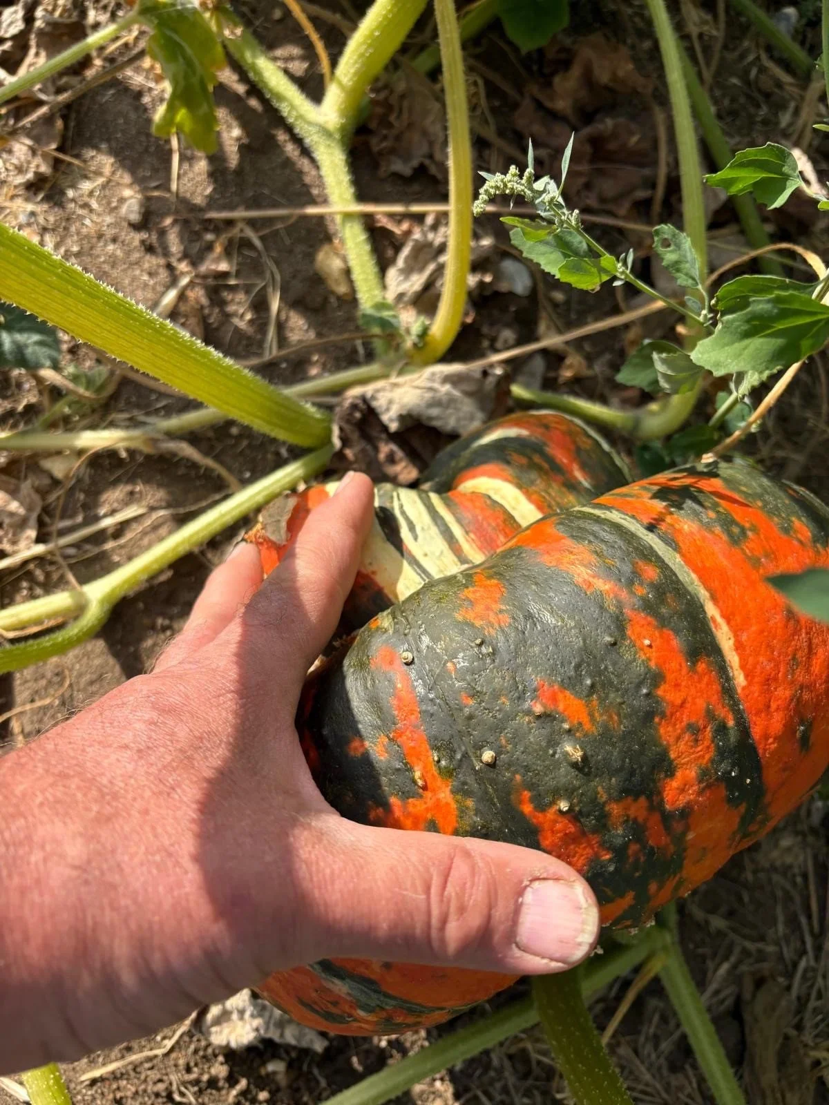 Sep pumpkins 2026 2.jpg