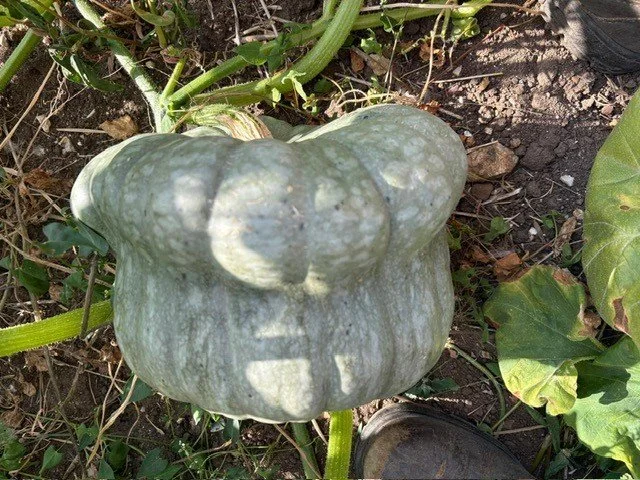 Sep pumpkins 2026 1.jpg