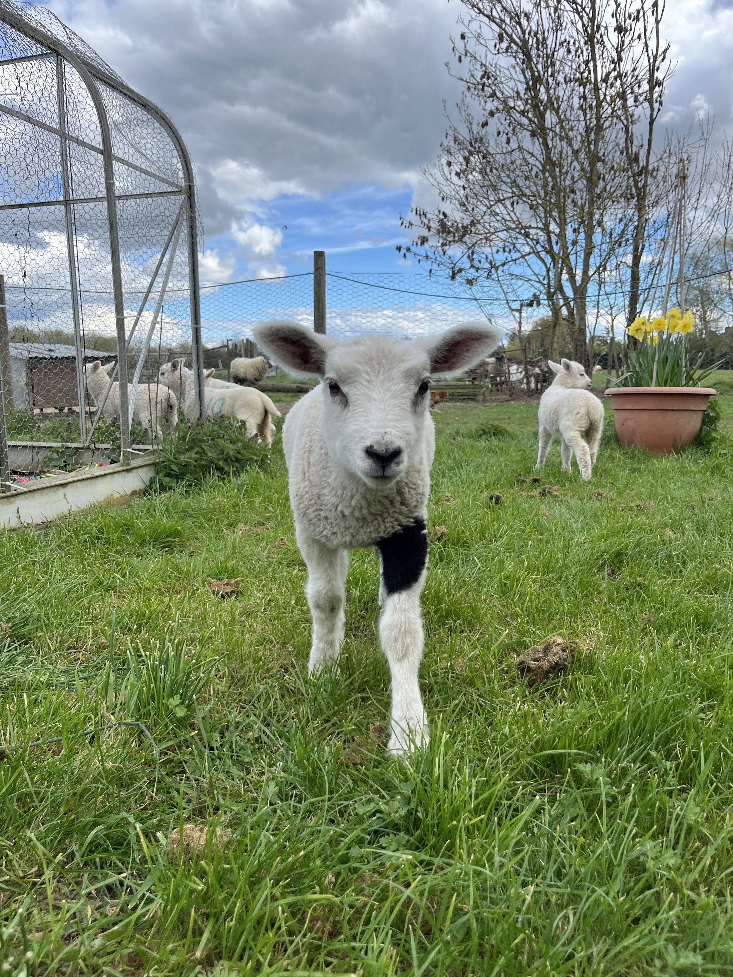 One of 5 Kade lambs we are feeding this year.