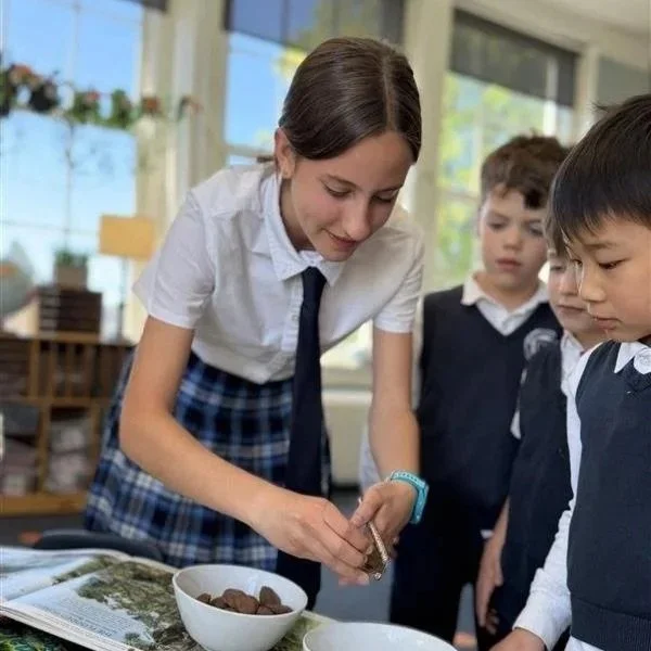 Kindergarten &ldquo;traveled&rdquo; to South America this week, learning about the rainforest, making toucans, tasting treats, and even cracking Brazil nuts along the way.

They were joined by our Spanish 3 students, who shared fables they wrote and 