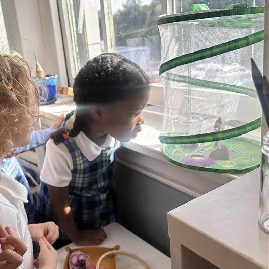 Pre-K students have been patiently watching, waiting, and checking in each day as butterflies finally begin to emerge.

A small lesson in attention, wonder, and the reward of waiting.