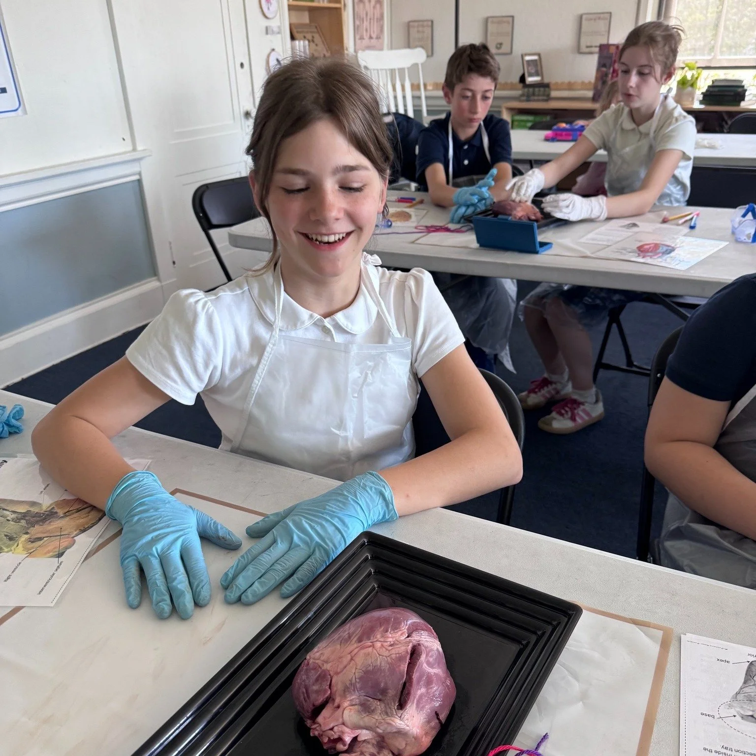 Sixth grade spent the afternoon learning from an ER doctor as part of their human anatomy and physiology studies.

Pig heart dissections, blood flow, and a closer look at one of the body's hardest-working organs.