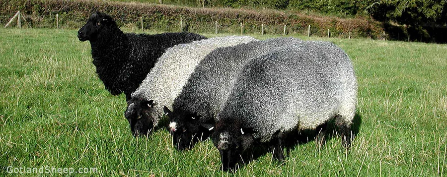 Photo from the British Gotland Sheep Society