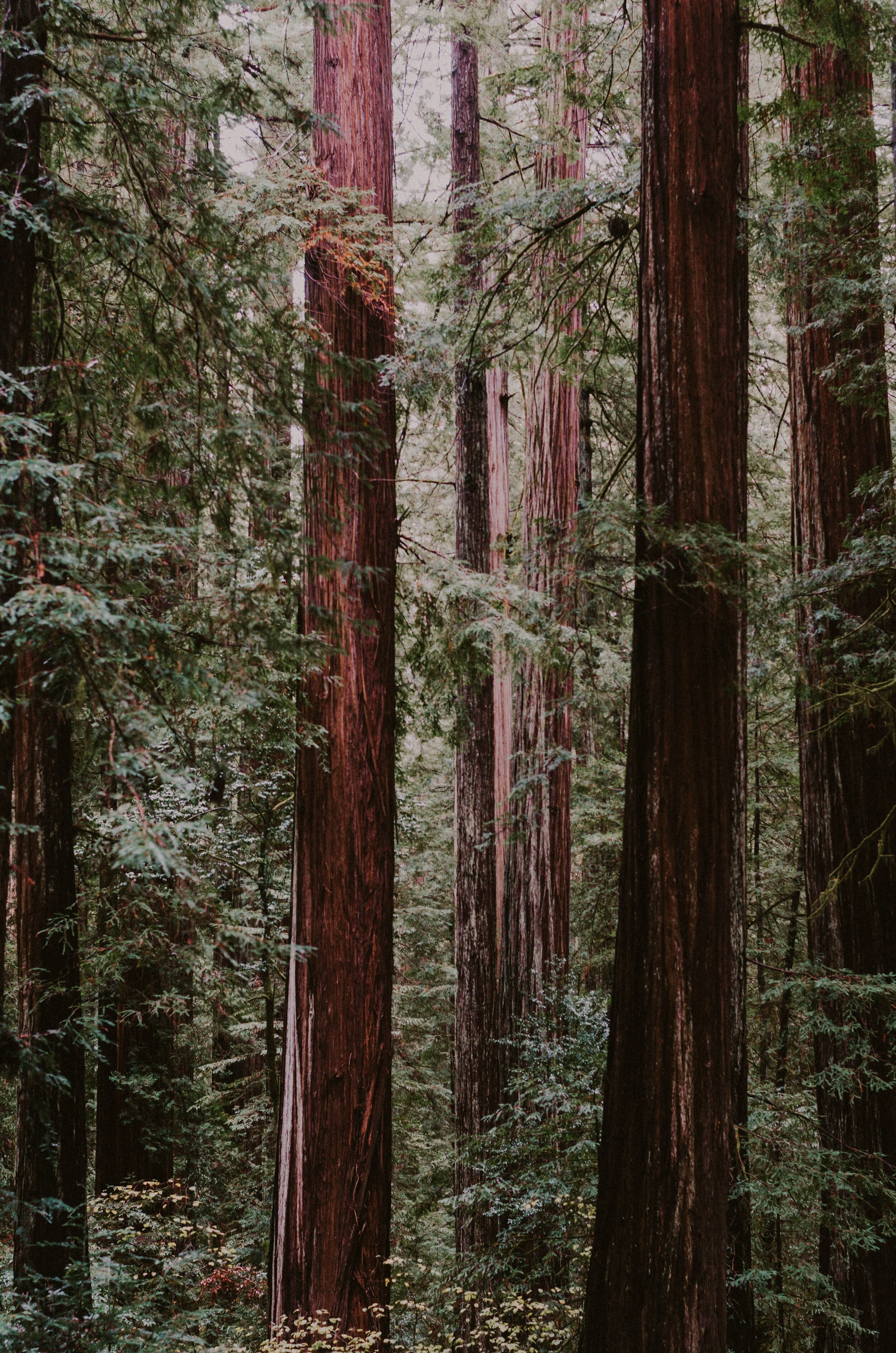 Redwoods2019-4.jpg