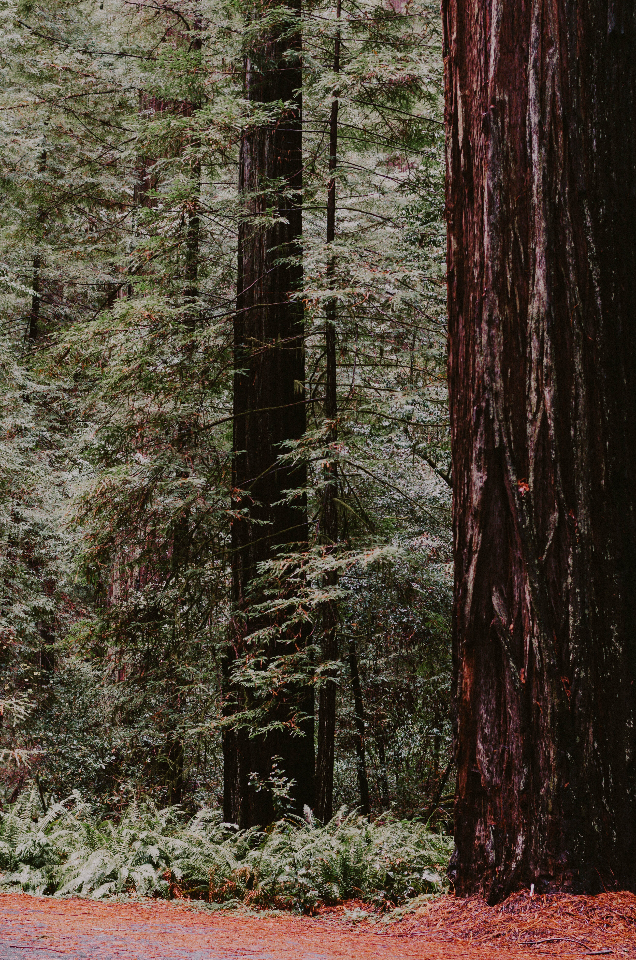 Redwoods2019-5.jpg