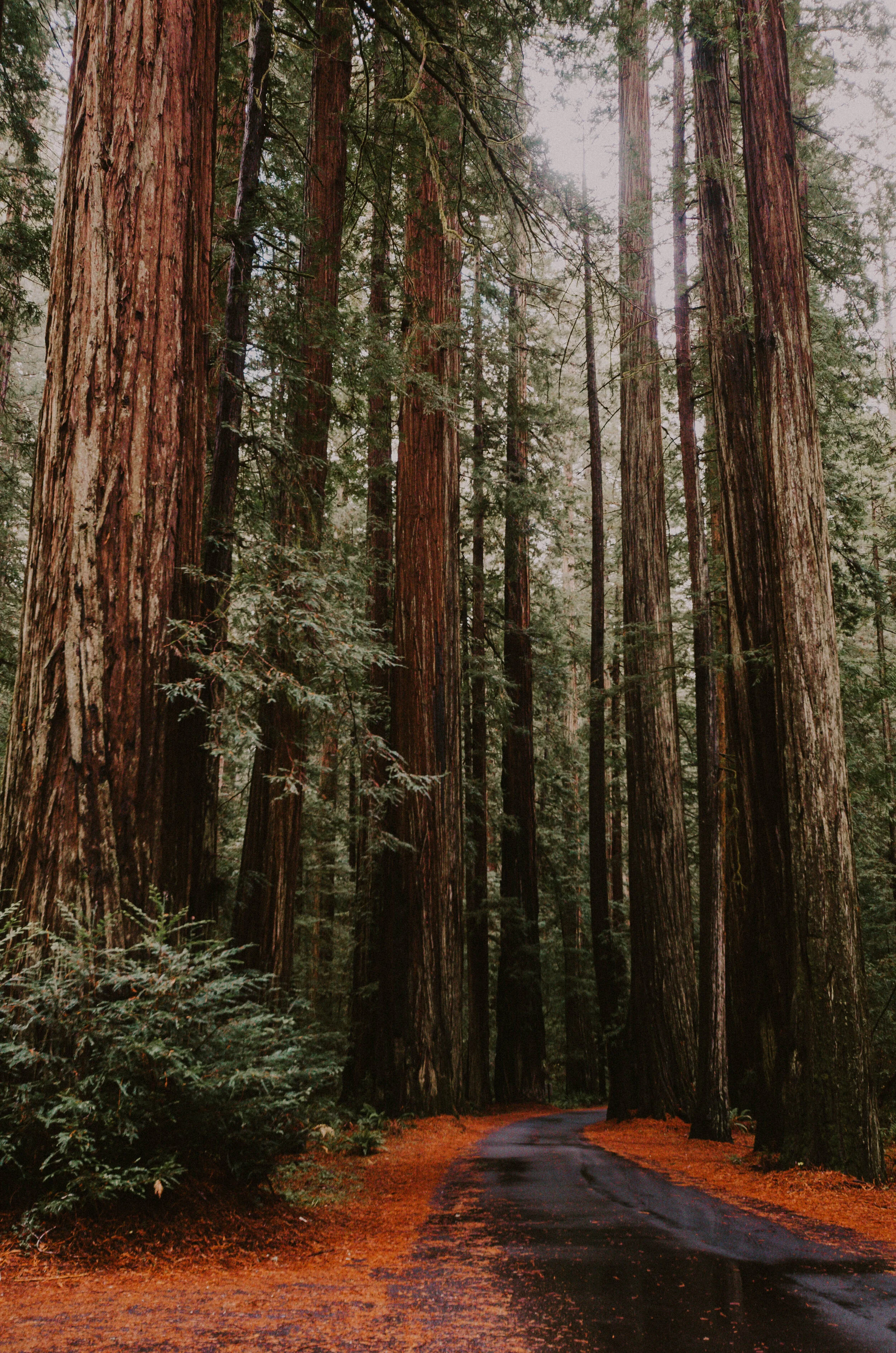 Redwoods2019.jpg