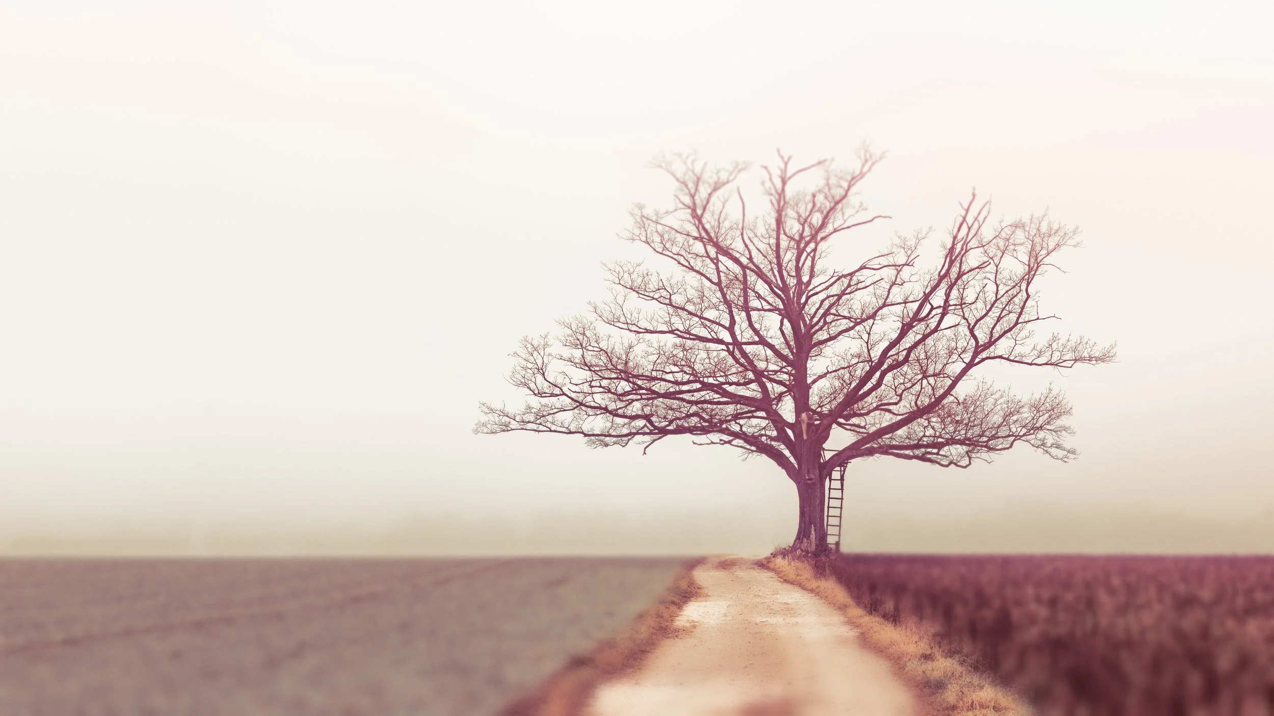 branches-dawn-evening.jpg