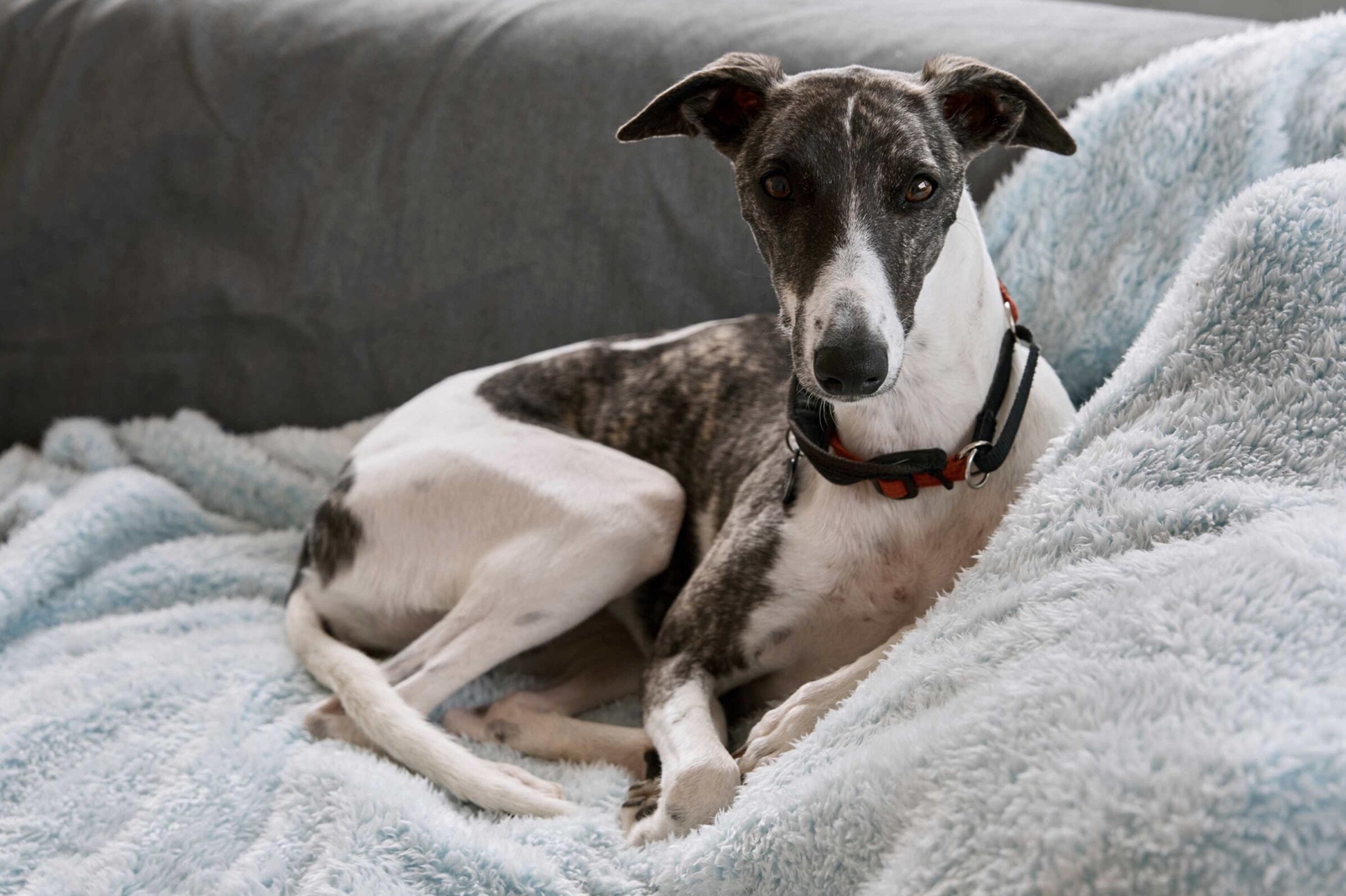 Whippet Coco in her bed.