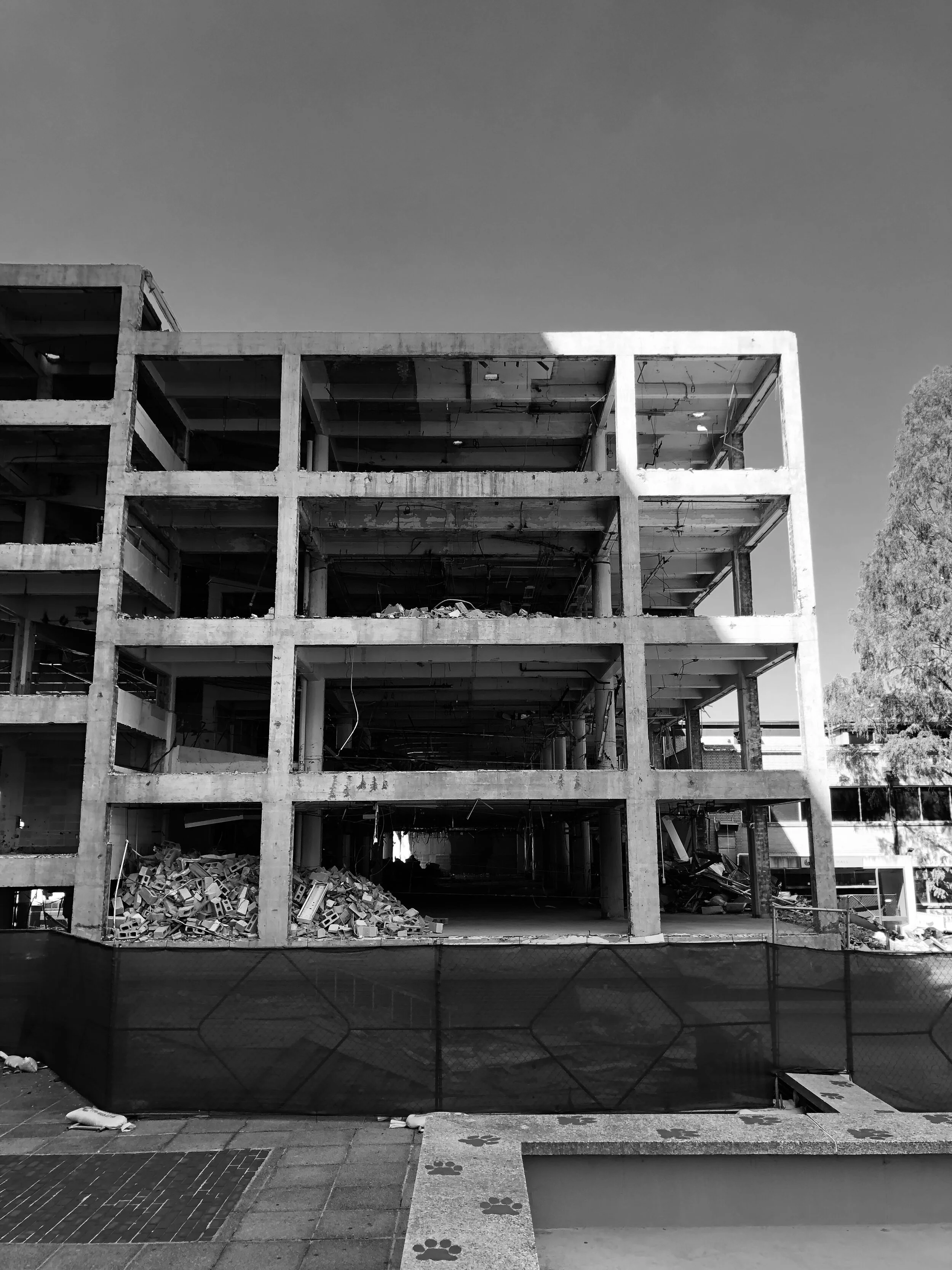 Figure 4. Pawprints near the Georgia State quad, 2019. Photograph by Alex Sayf Cummings.