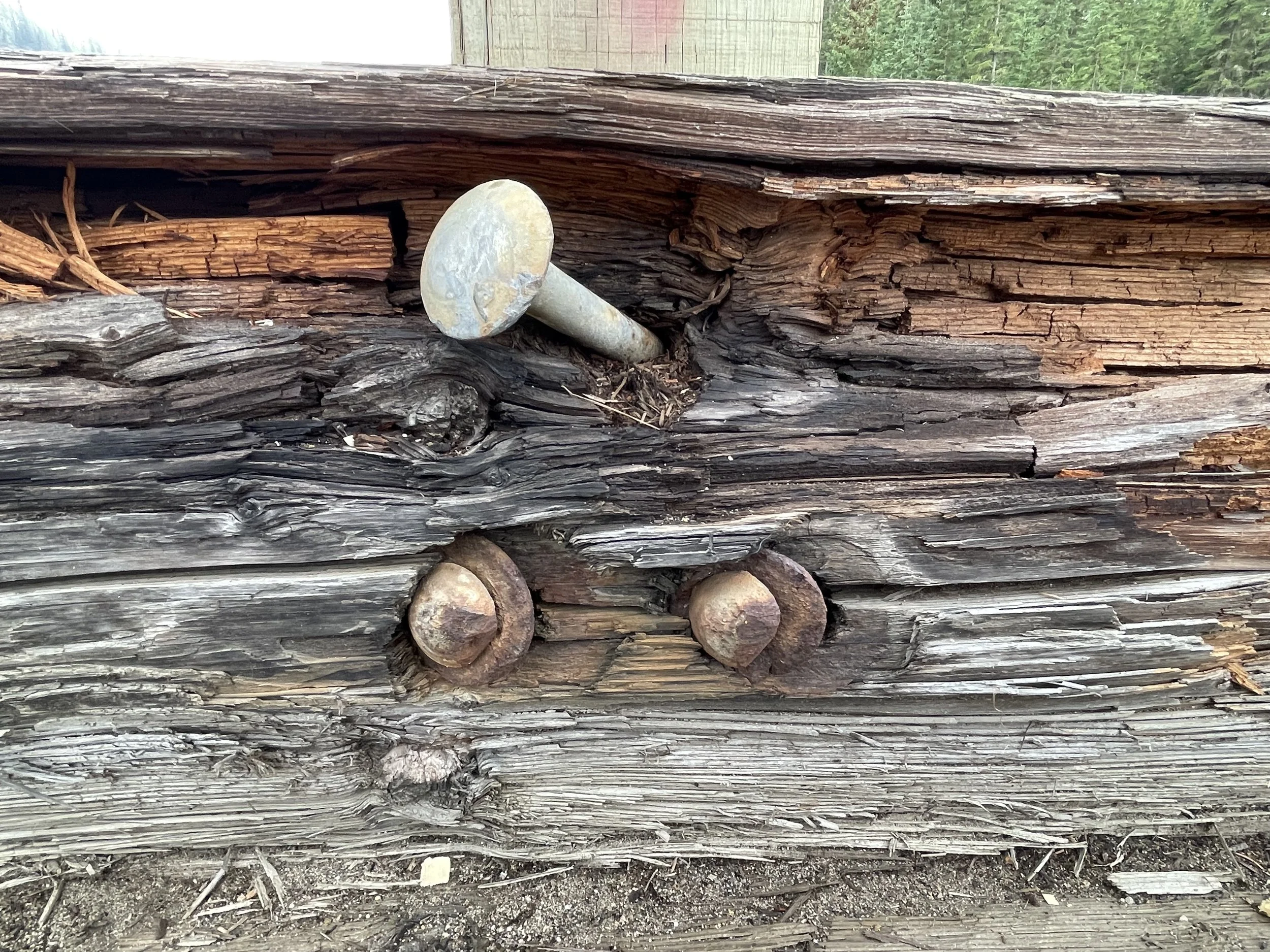  Figure 4. The curved timber bridge’s guardrail posts are graffitied with hearts. Photograph by Desiree Valadares, 2023. 