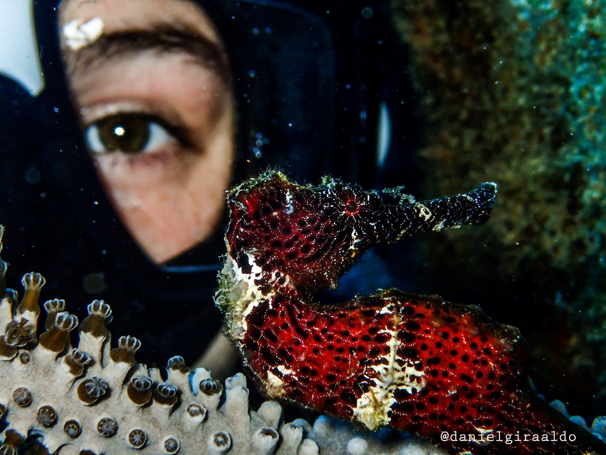 honduras dive resort seahorse 8