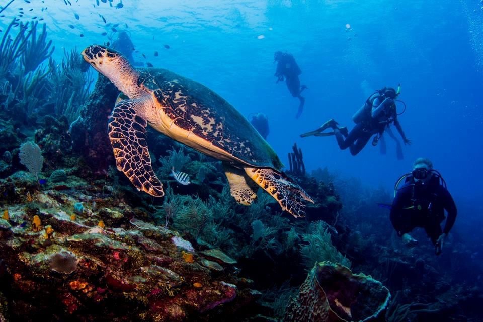 Roatan honduras sea Turtle w divers.jpg