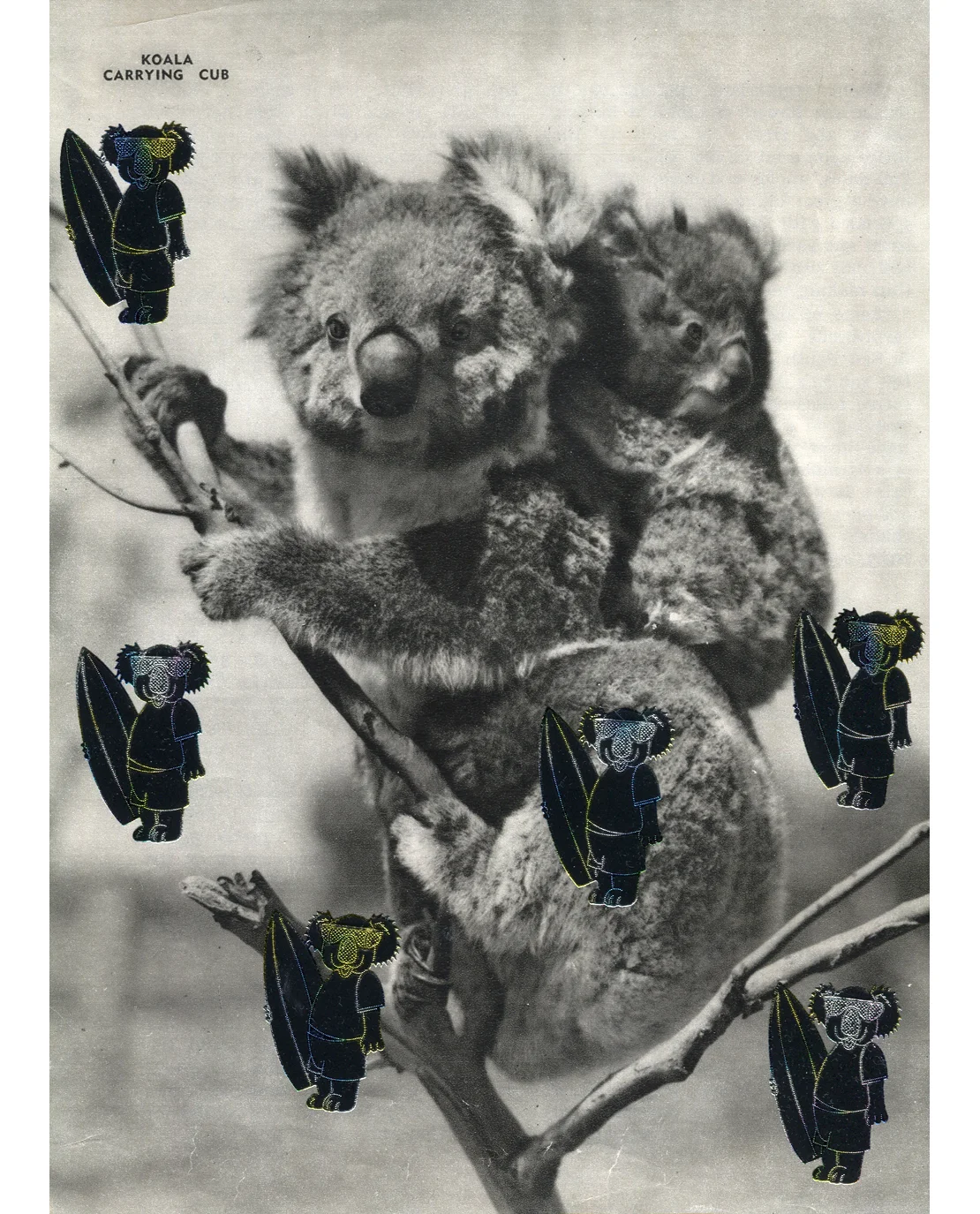koala-surf-small.jpg