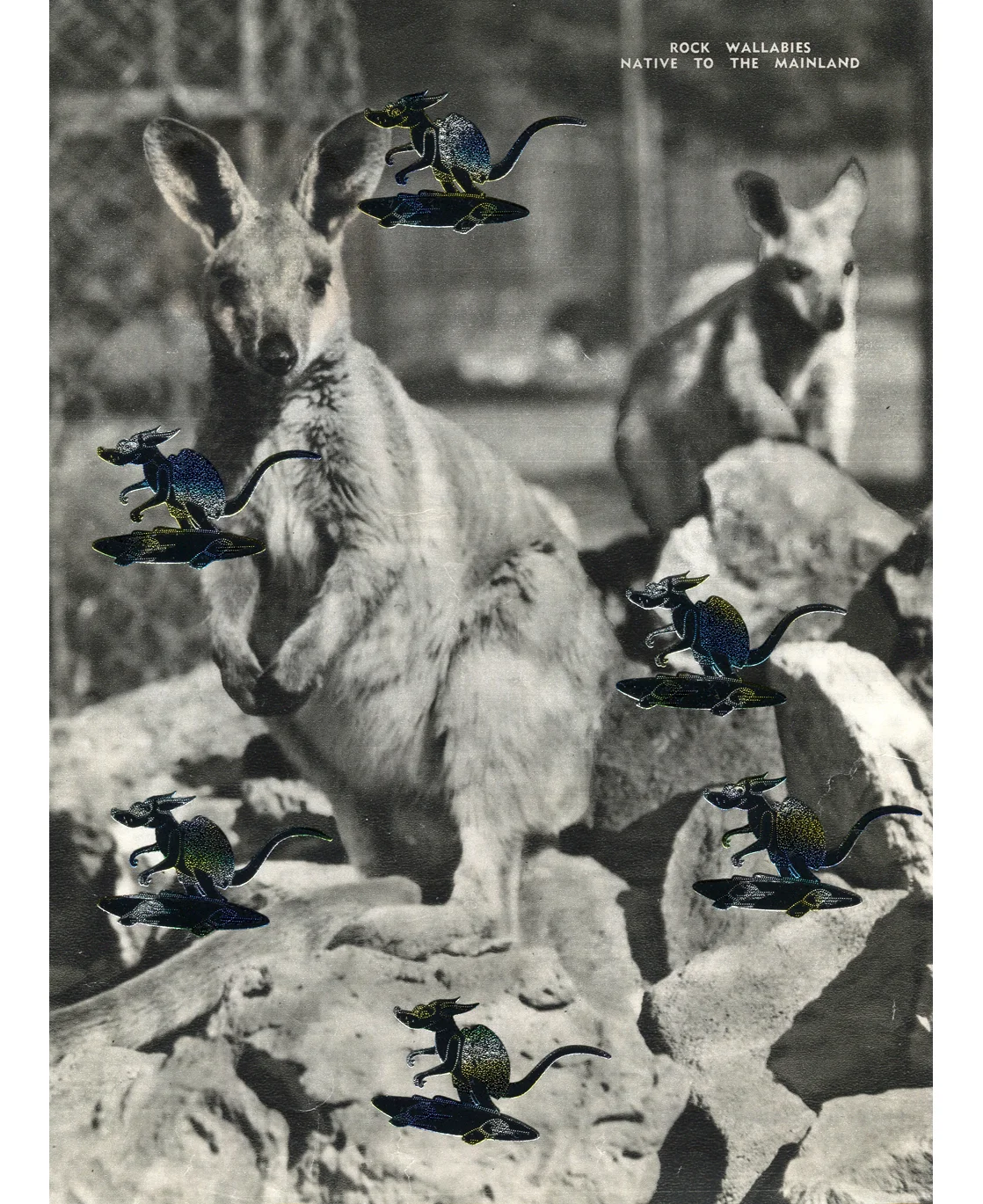 Wallaby Skate, 2016