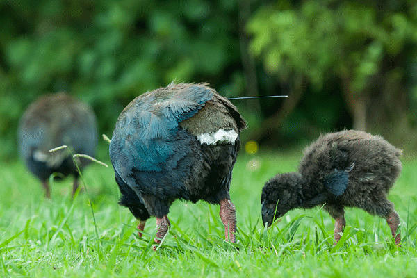 takahe.jpg