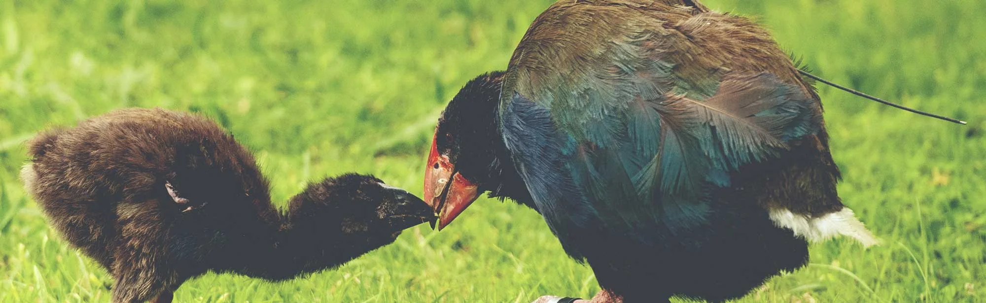 Takahe-Banner.jpg