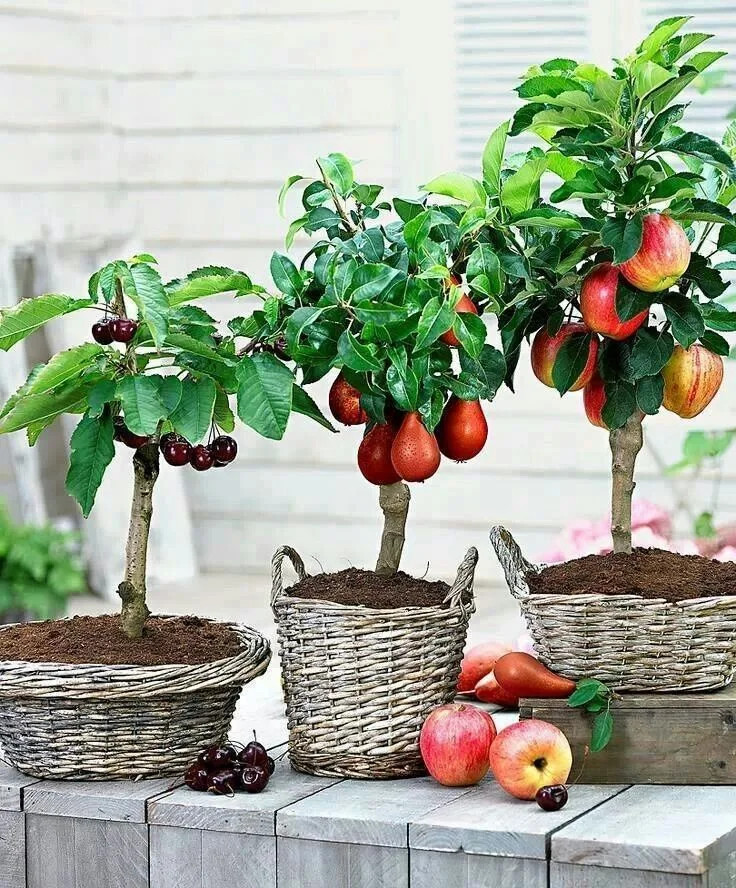 mini-trees.jpg