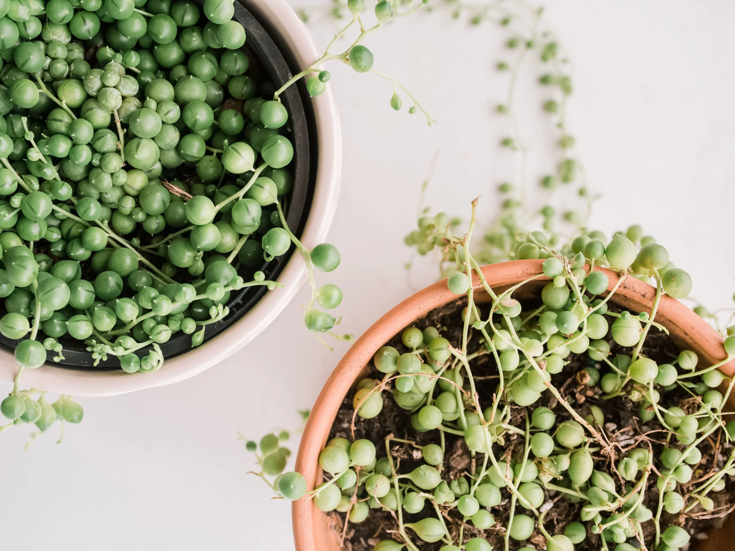 kararileystringofpearls-15H-eab706c755e94831a7ecc4e92bd51a11.jpg