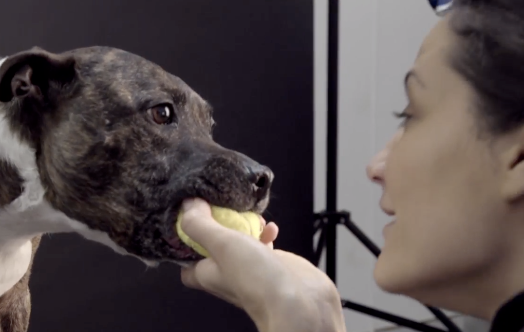 Animal Welfare League NSW