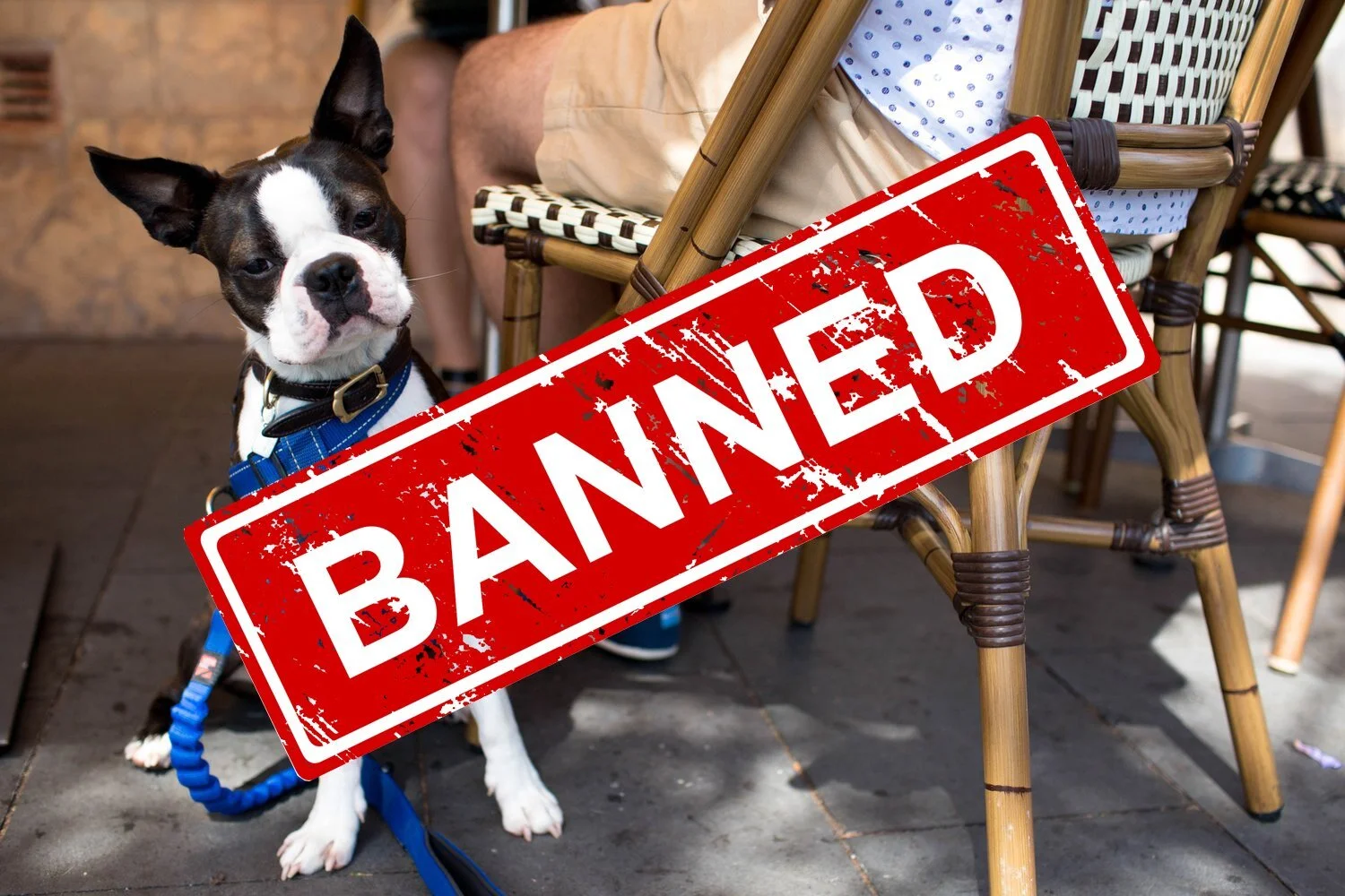 Northern Beaches council submission seeks to ban animals from public spaces