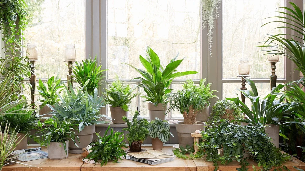 10 Best Indoor House Plants to Get Started As An Indoor House Plant Beginner  with The Plant Doctor