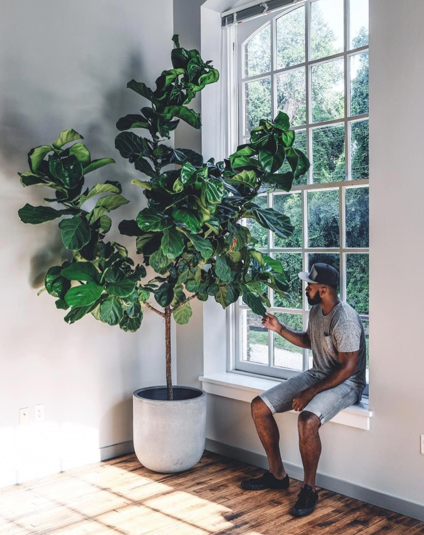 indoor plant trees  Blog | The Plant Doctor - How to Cultivate Green  Fingers