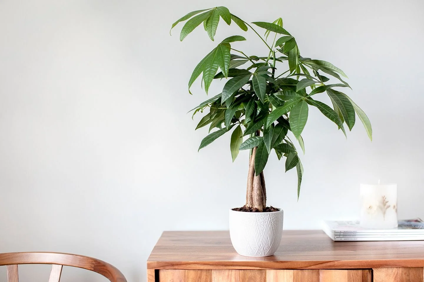 The Guiana Chestnut: The Plant Doctor Finds A Rising Star Among Indoor House Plants