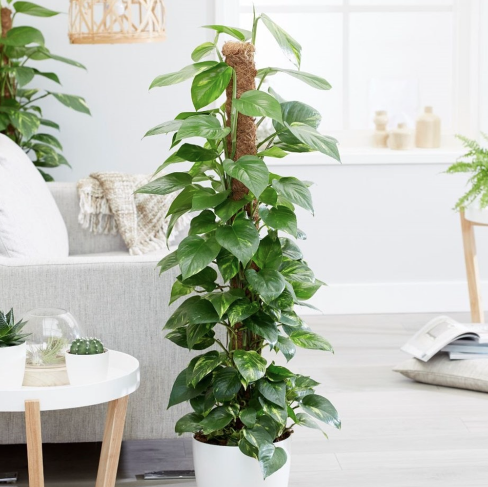 Devil's Ivy, Pothos; 1 of the Best Indoor House Plants for Beginners, Top  of the Best Hanging Plants