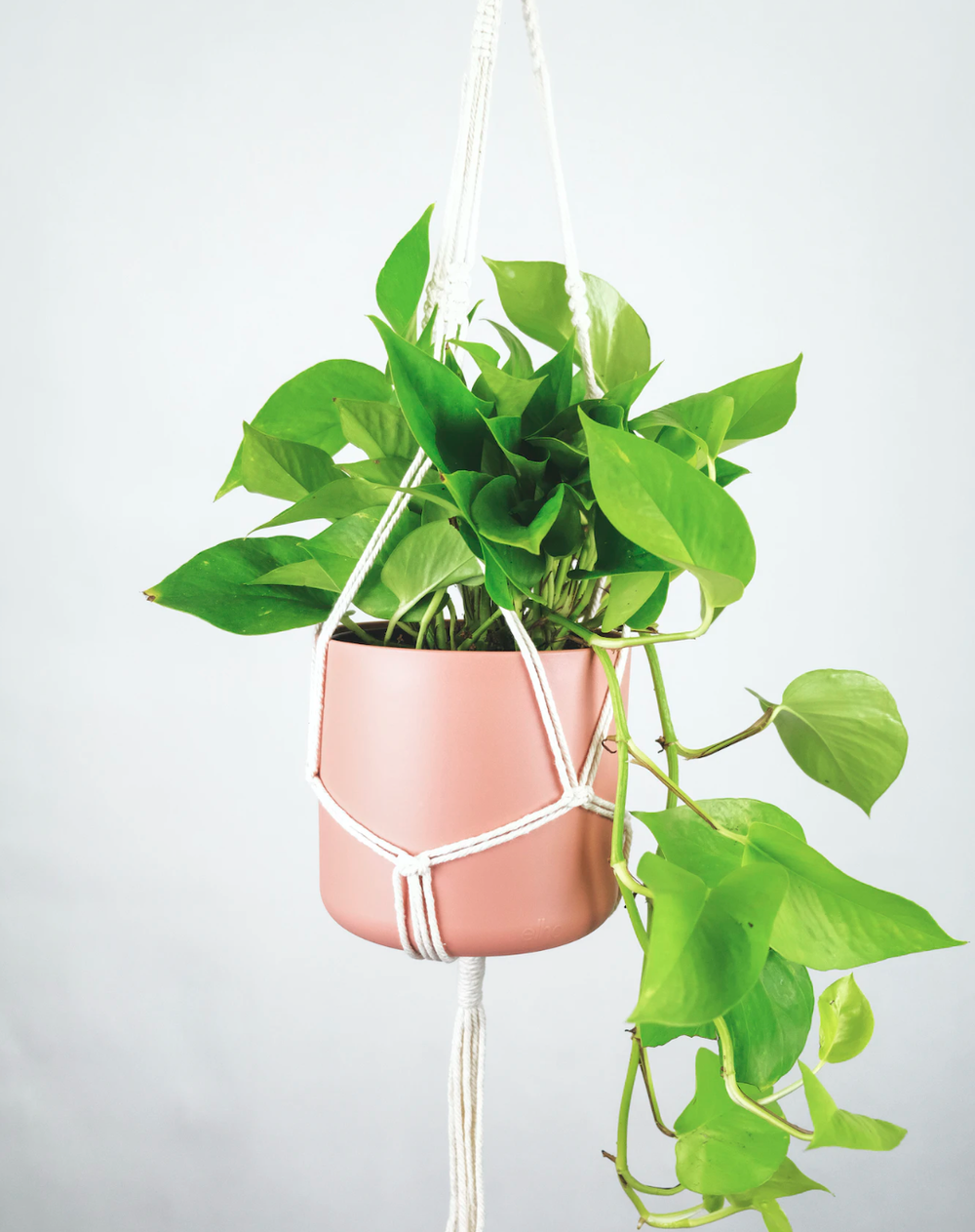 How To Elevate Your Indoor House Plants: Hanging Plants, Hanging Pots, Best  Indoor Plants to Hang