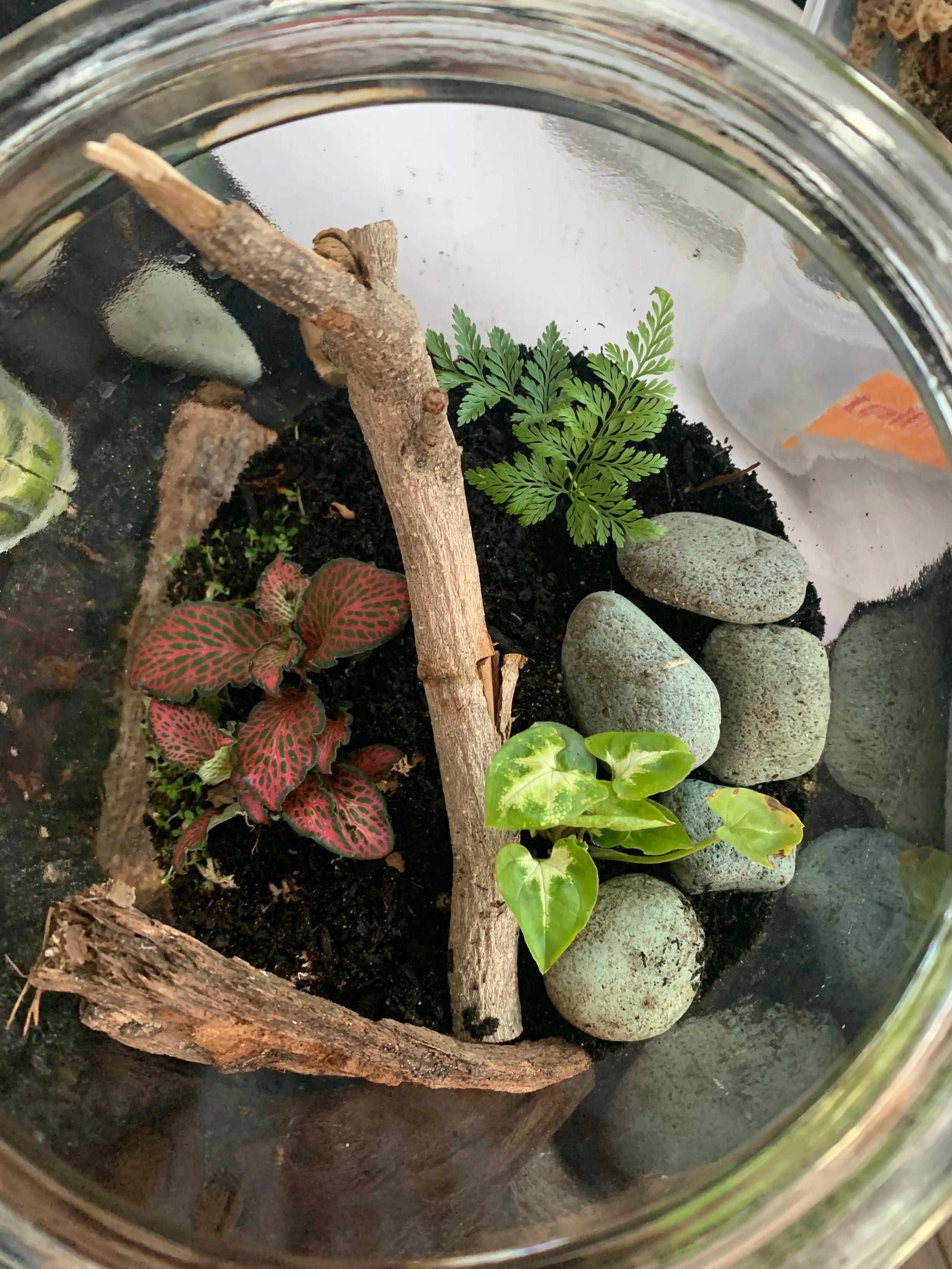 A rainforest terrarium