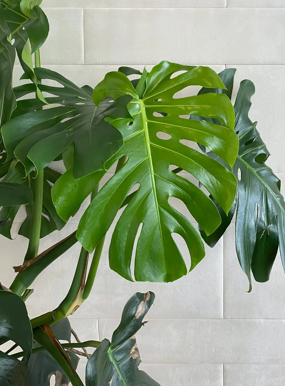 Unlock Monstera Deliciosa Secrets for Stunning Indoor House Plants with  Tips From The Plant Doctor