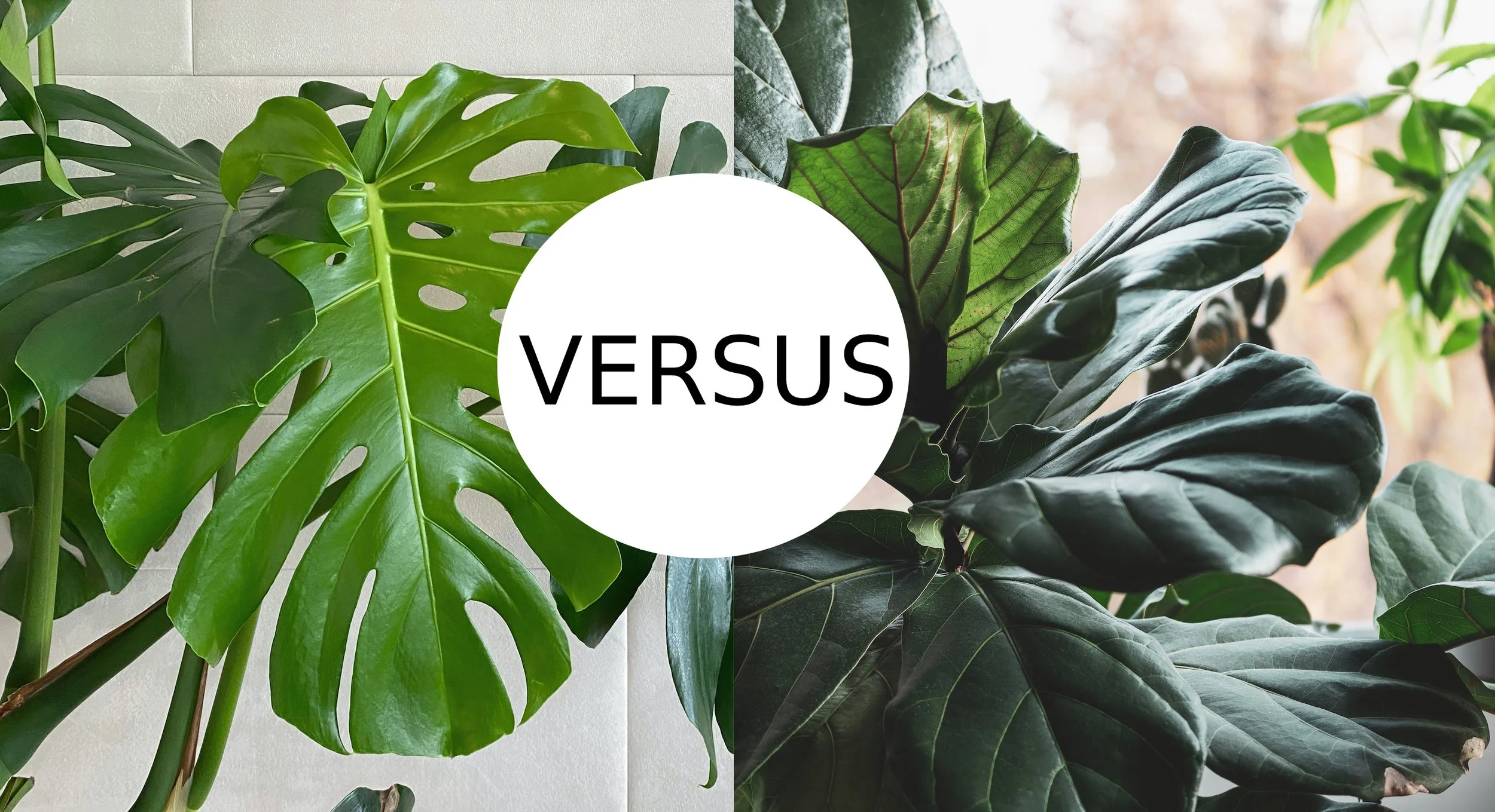 buy zz plant raven Variegated ZZ Raven Plant- Zamioculcas Zamiifolia Variegata main image 1