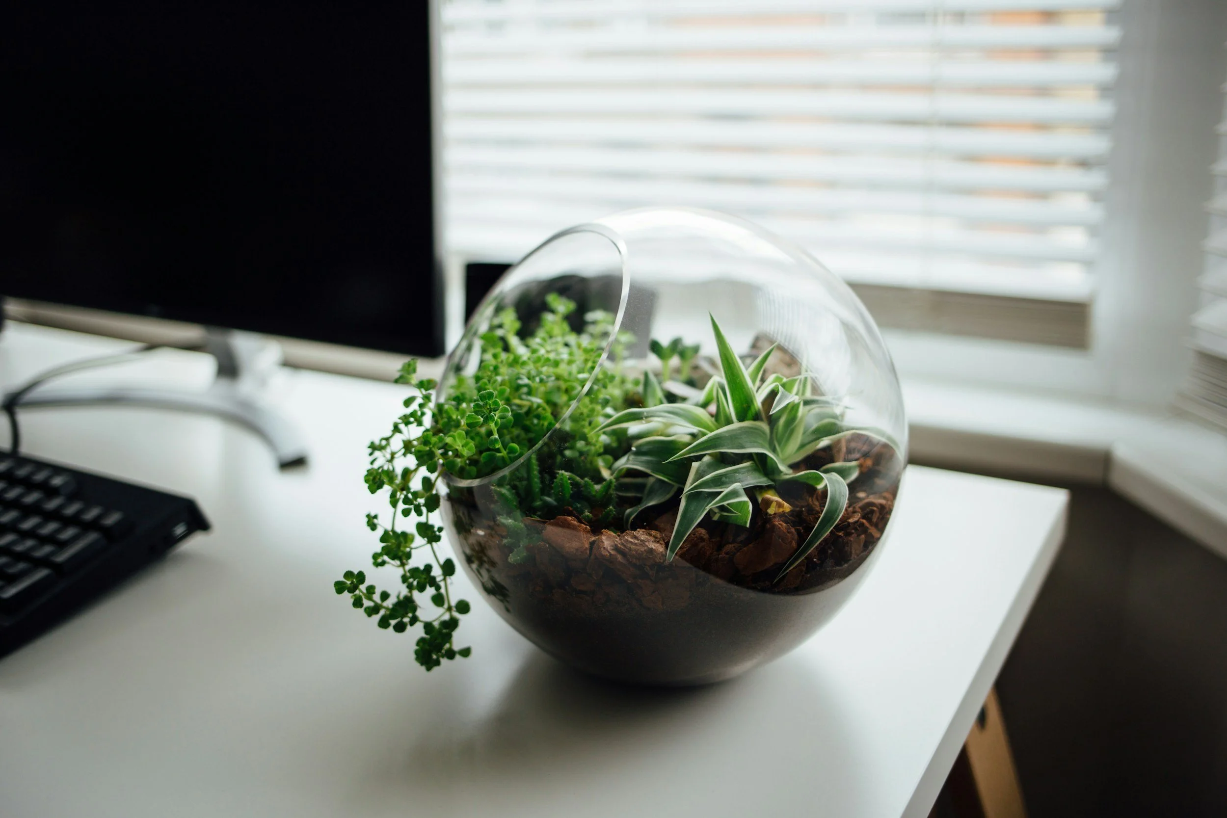Terrarium Workshop Glebe Inner City, Sydney