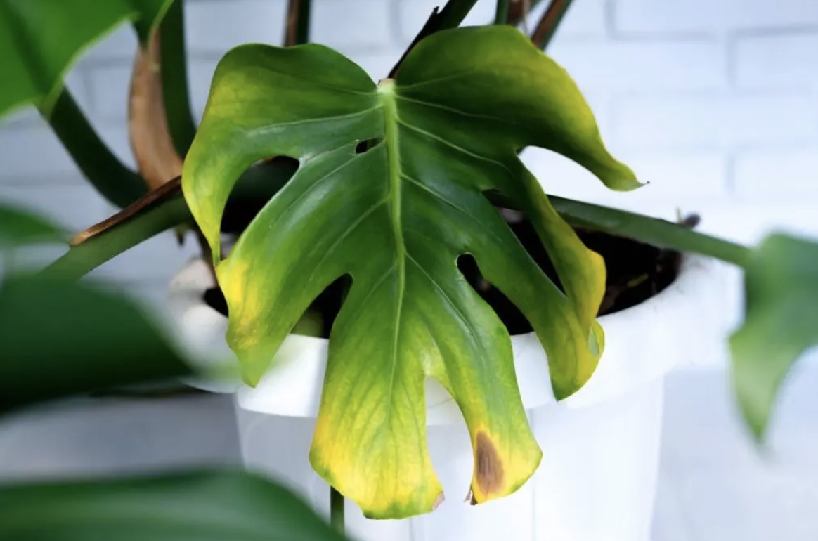 Learn how to care for your indoor plants at the Weekend workshops at the Plant Doctor Jungle in Glebe Sydney