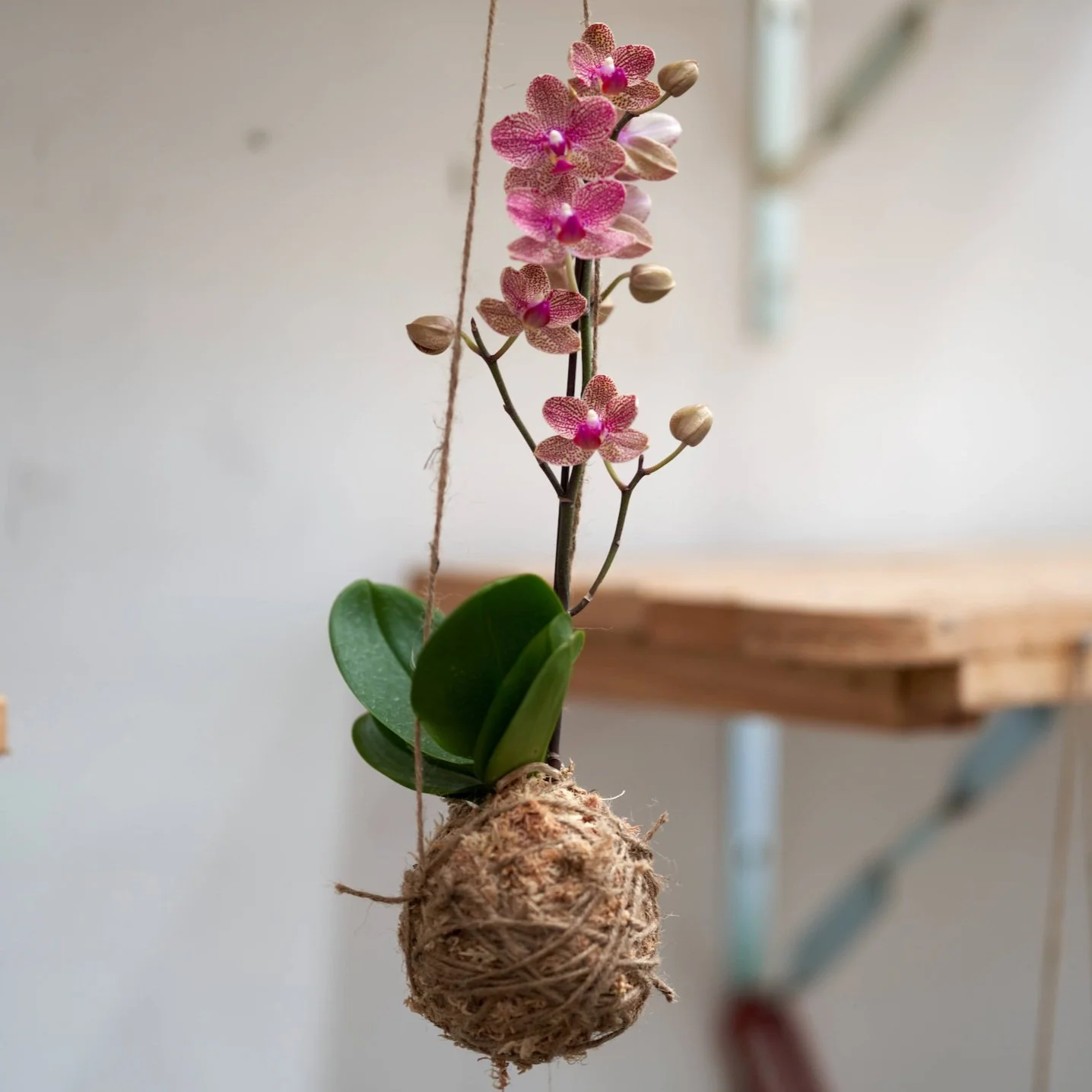 Creative Sydney Corporate Team Building Workshops Making Japanese Kokedama Moss Balls