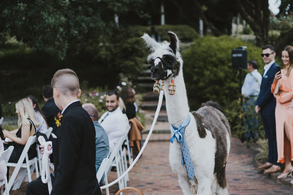 St-Annes-Winery-Llama-Wedding-0007.jpg