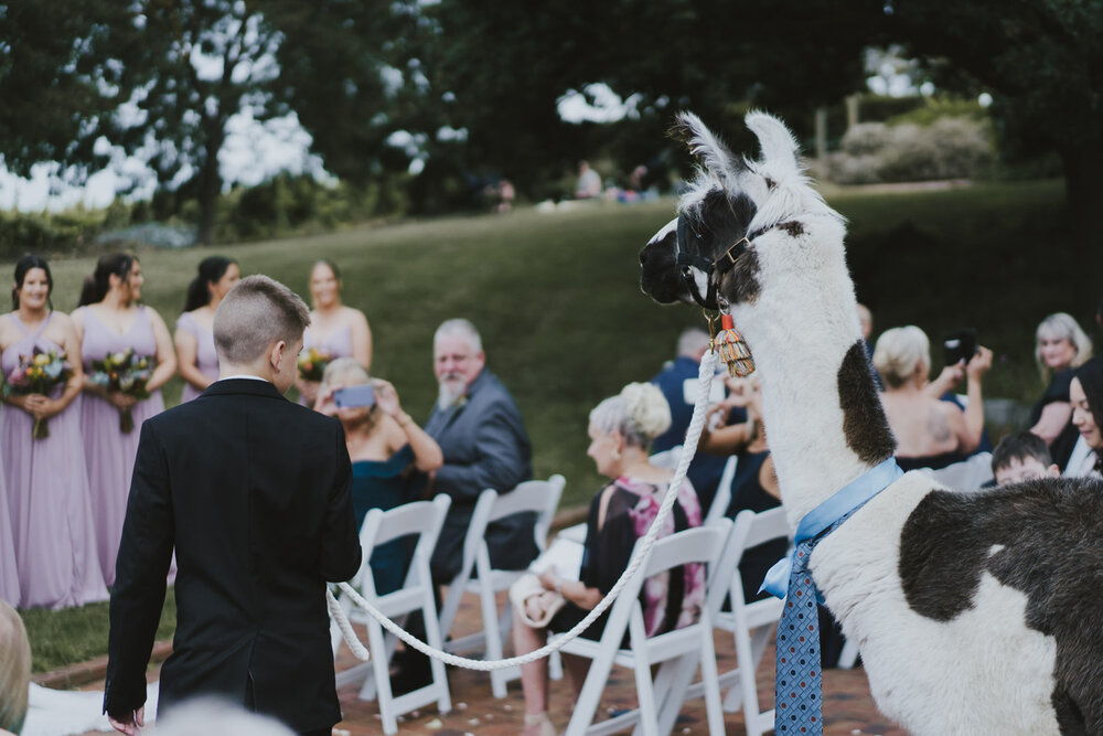 St-Annes-Winery-Llama-Wedding-0008.jpg