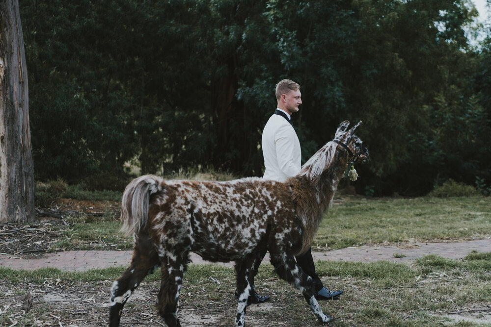 St-Annes-Winery-Llama-Wedding-0036.jpg