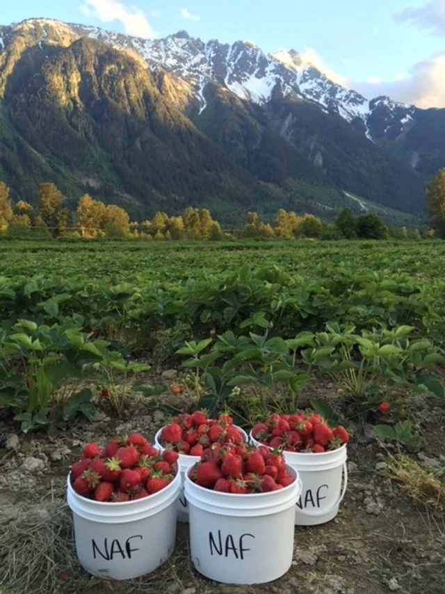Freshly picked strawberries.JPG