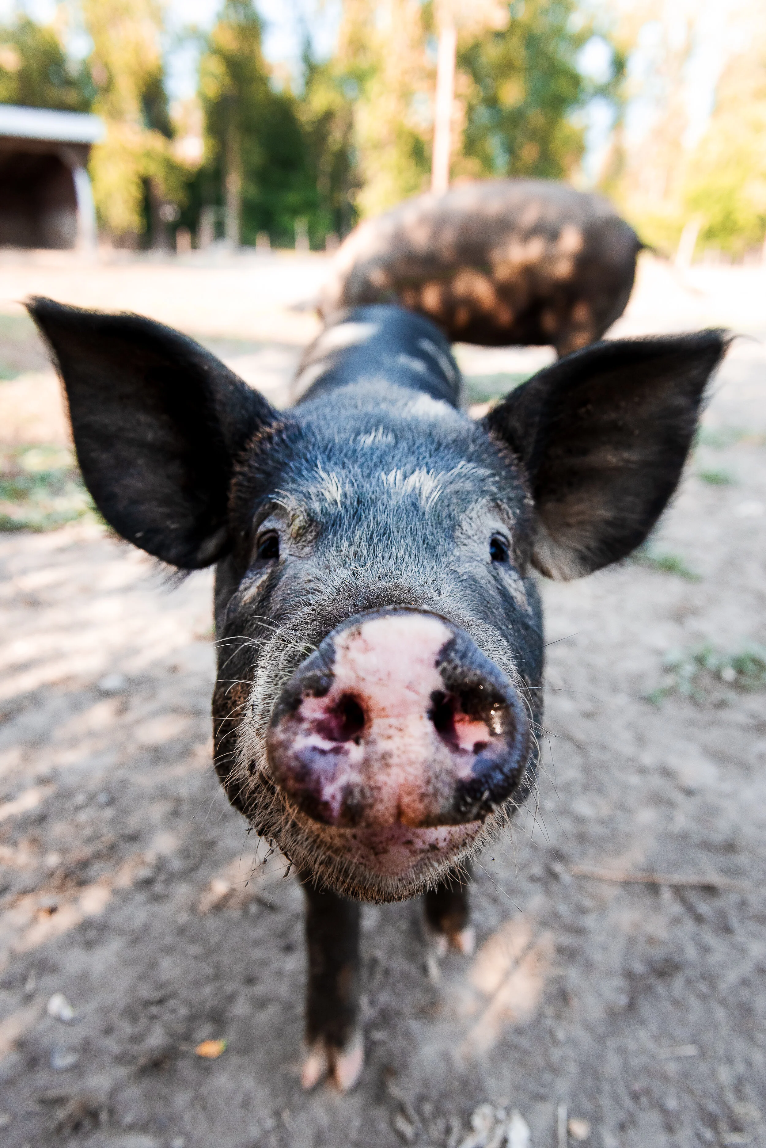 North Arm Farm pigs! 