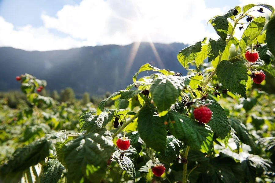 raspberries on the bush