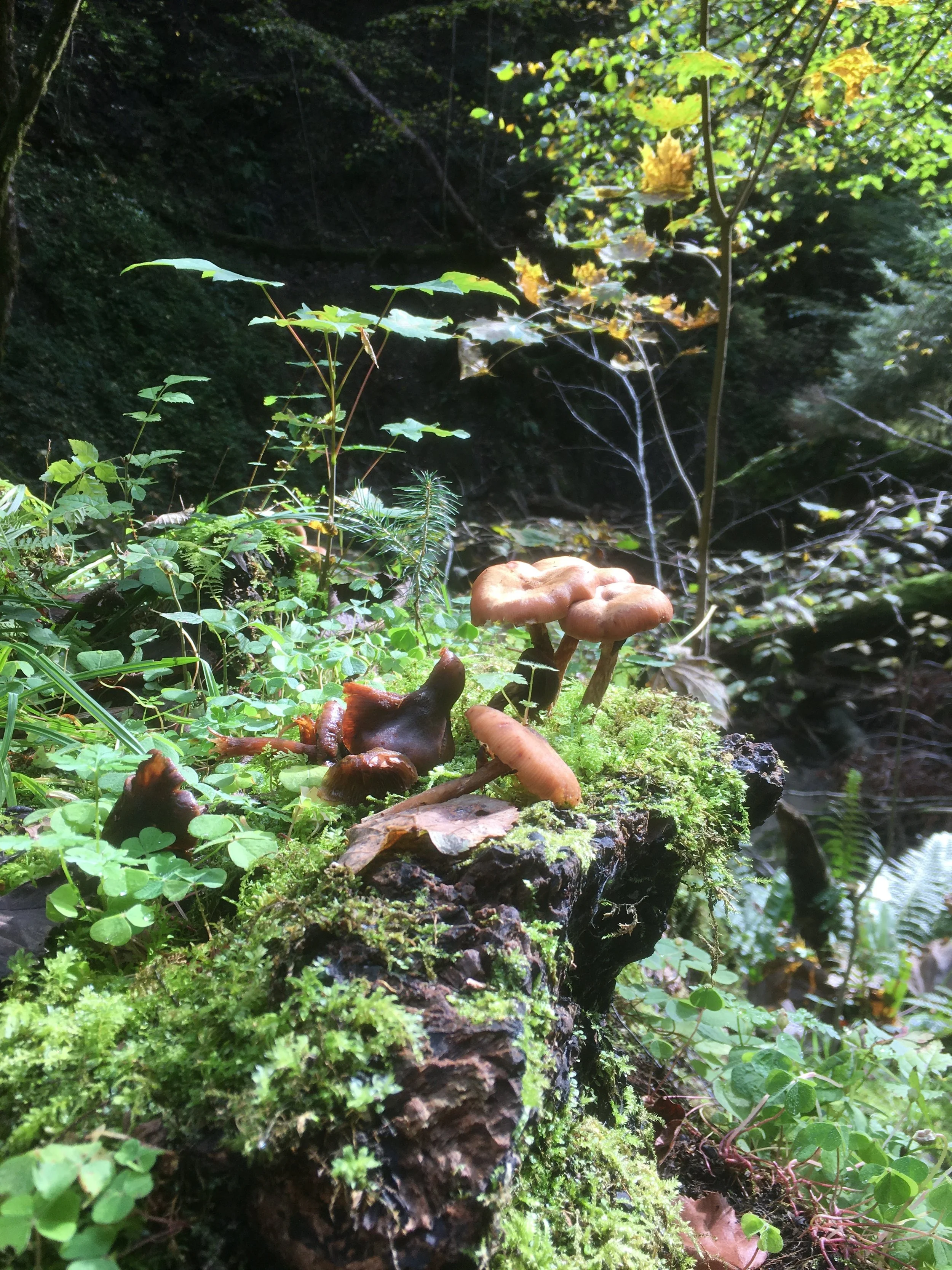 Wieso sollte Sie in die Natur?
