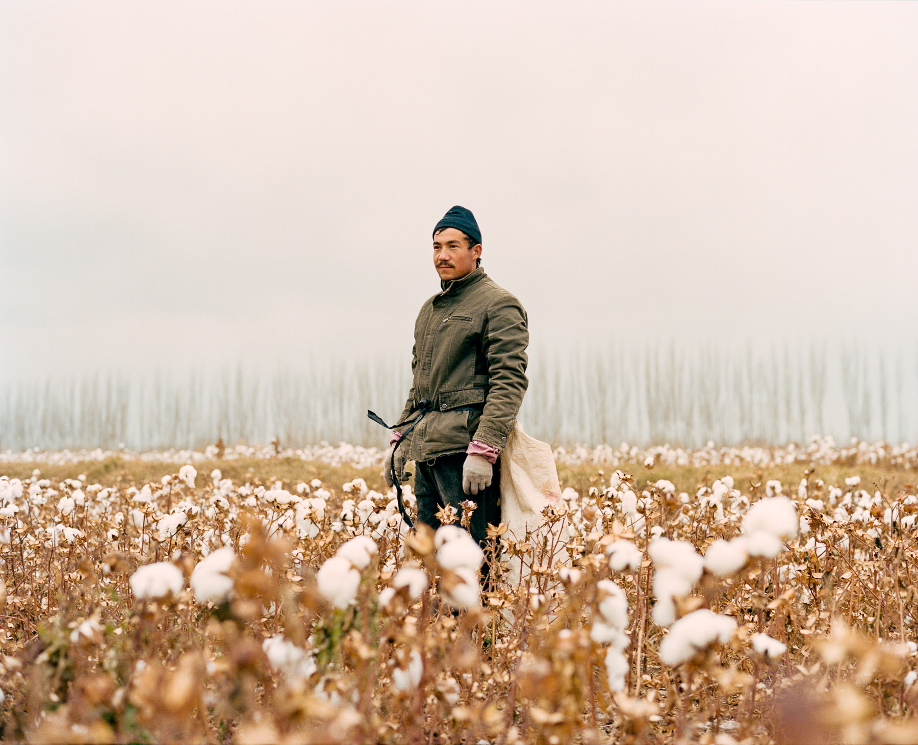  November 2016. Xinjiang province, China. Young Uighur-minority seasonal worker in the last days of the cotton harvest in Luntai county in Xinjiang in between Korla and Kuqa, north of the Taklamakan desert. Luntai is a county in the Xinjiang Uyghur A