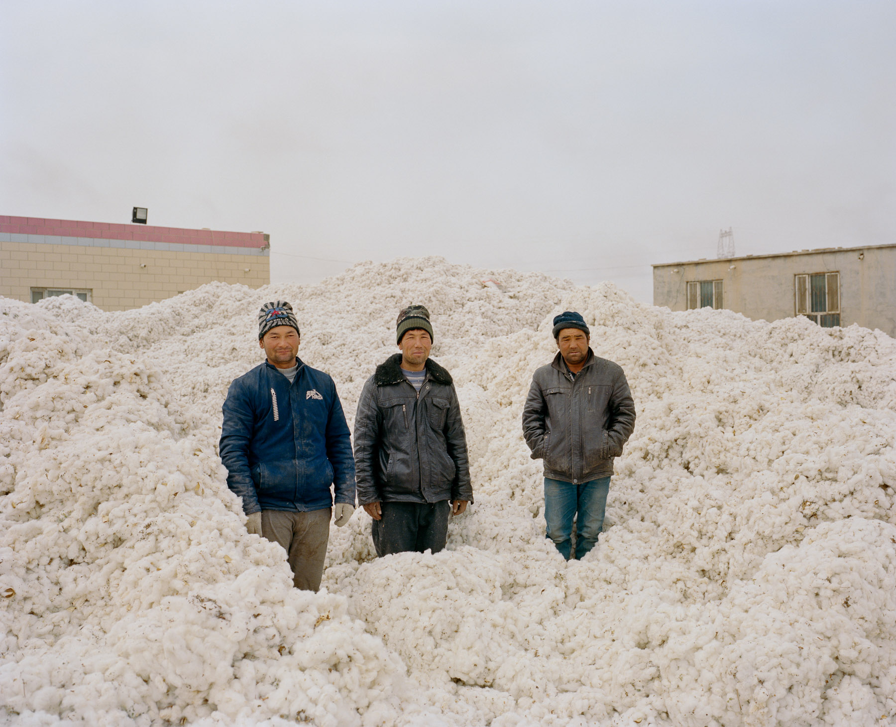  November 2016. Xinjiang province, China. Uighur-minority seasonal workers in the last days of the cotton harvest in Luntai county in Xinjiang in between Korla and Kuqa, north of the Taklamakan desert. Luntai is a county in the Xinjiang Uyghur Autono