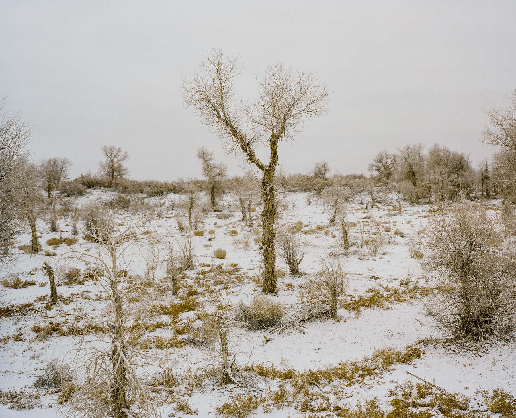  November 2016. Xinjiang province, China. Winter landscapes in Luntai county at the entrance of the Northern part of the Taklamakan desert, in between Korla and Kuqa. Luntai is a county in the Xinjiang Uyghur Autonomous Region and is under the admini